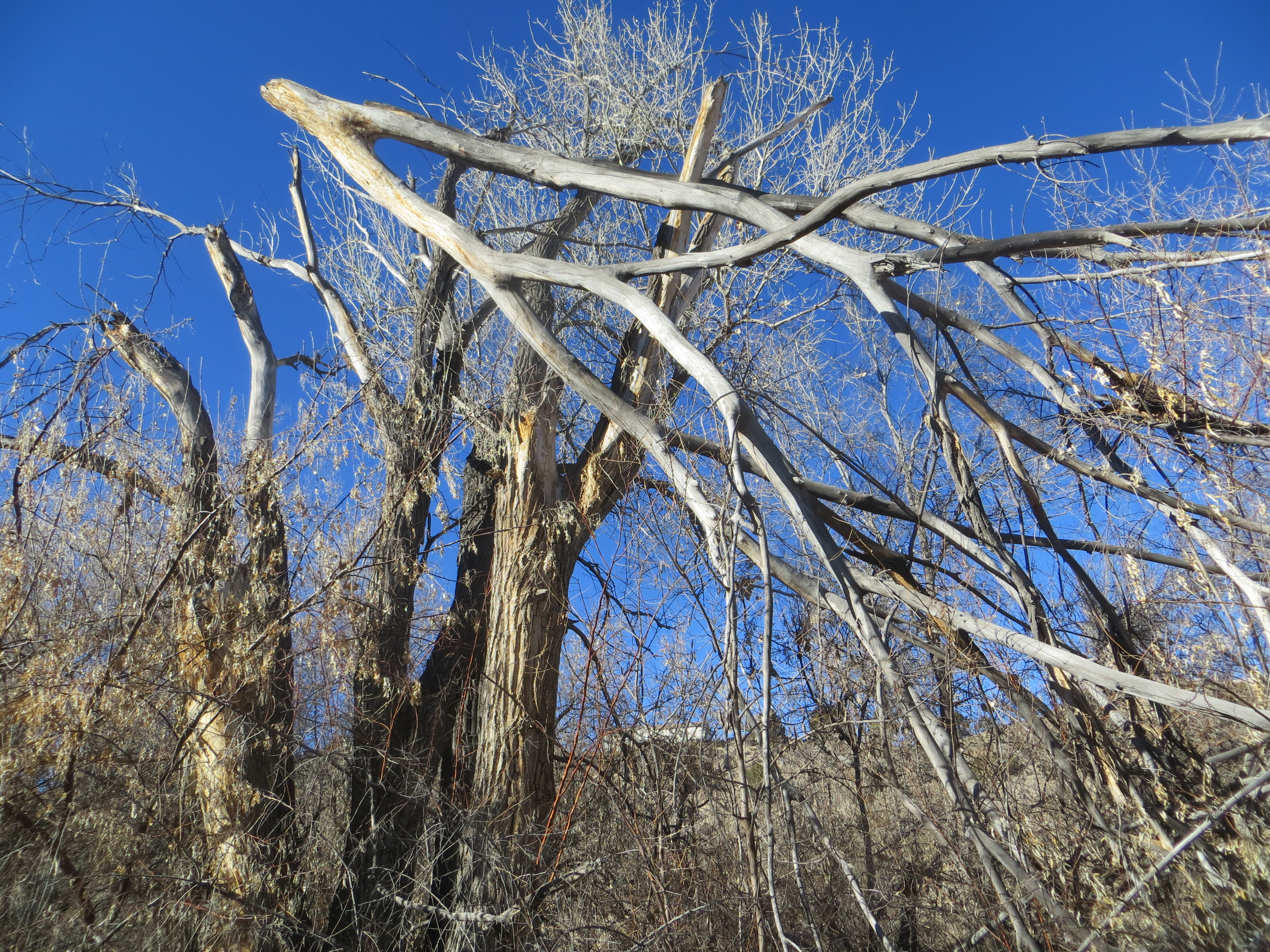 Widow maker gum trees, and why you should clear the deadwood