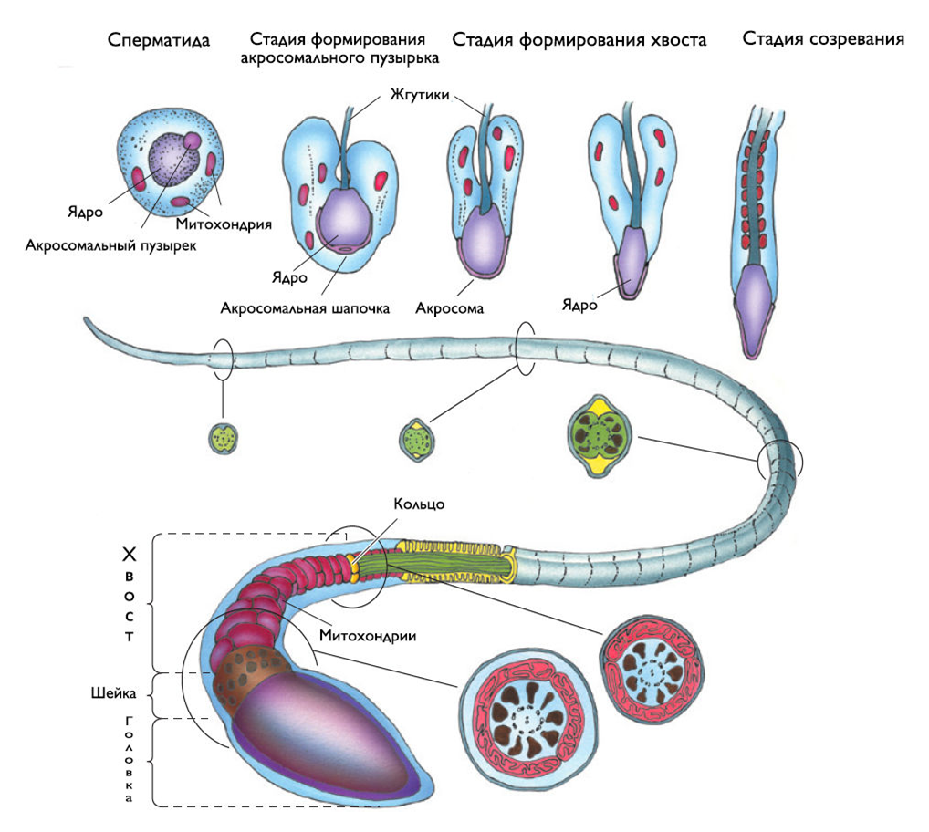 в каком возрасте вырабатывается сперма (100) фото