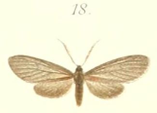 File:18-Machairophora fumigata Pagenstecher, 1900.JPG