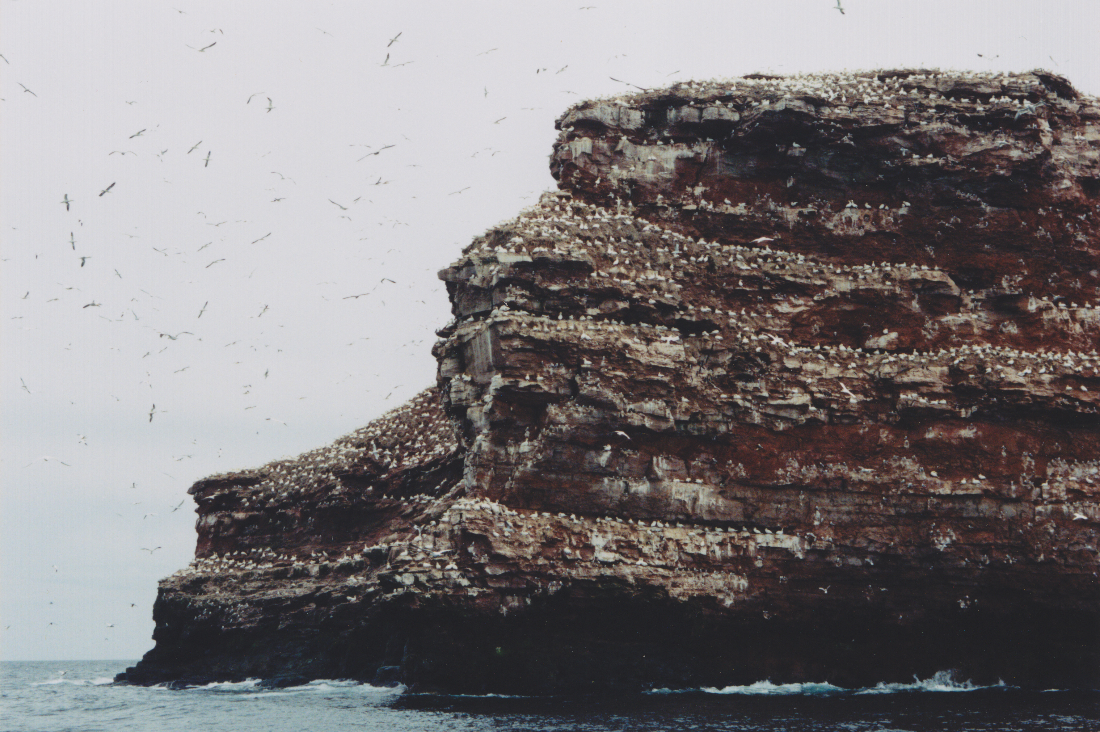 [[Magdalen Islands#Rochers aux Oiseaux (Bird Rocks)|Bird Rock]]s, Magdalan Island, Quebec