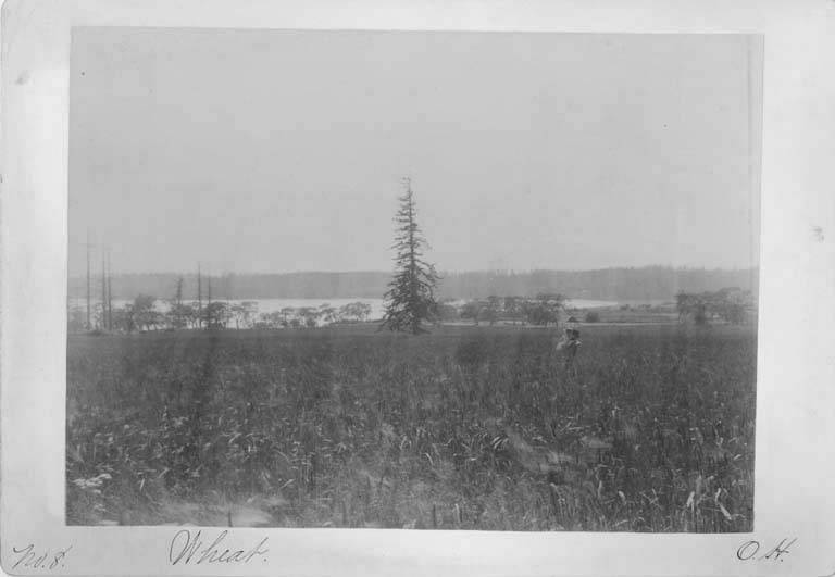 File:AW Bash holding his daughter Cora Clementine Bash in wheat field on Bash Farm with Puget Sound in the background, Whidbey Island (WASTATE 2771).jpeg