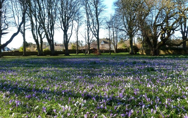 File:A Carpet Of Crocuses - geograph.org.uk - 4393278.jpg