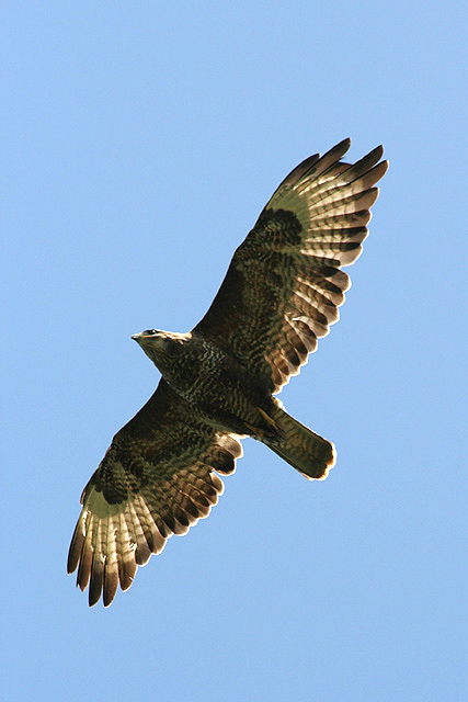 File:A gliding buzzard at Highside - geograph.org.uk - 1387322.jpg -  Wikimedia Commons