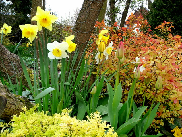 File:A spring display - geograph.org.uk - 1251053.jpg