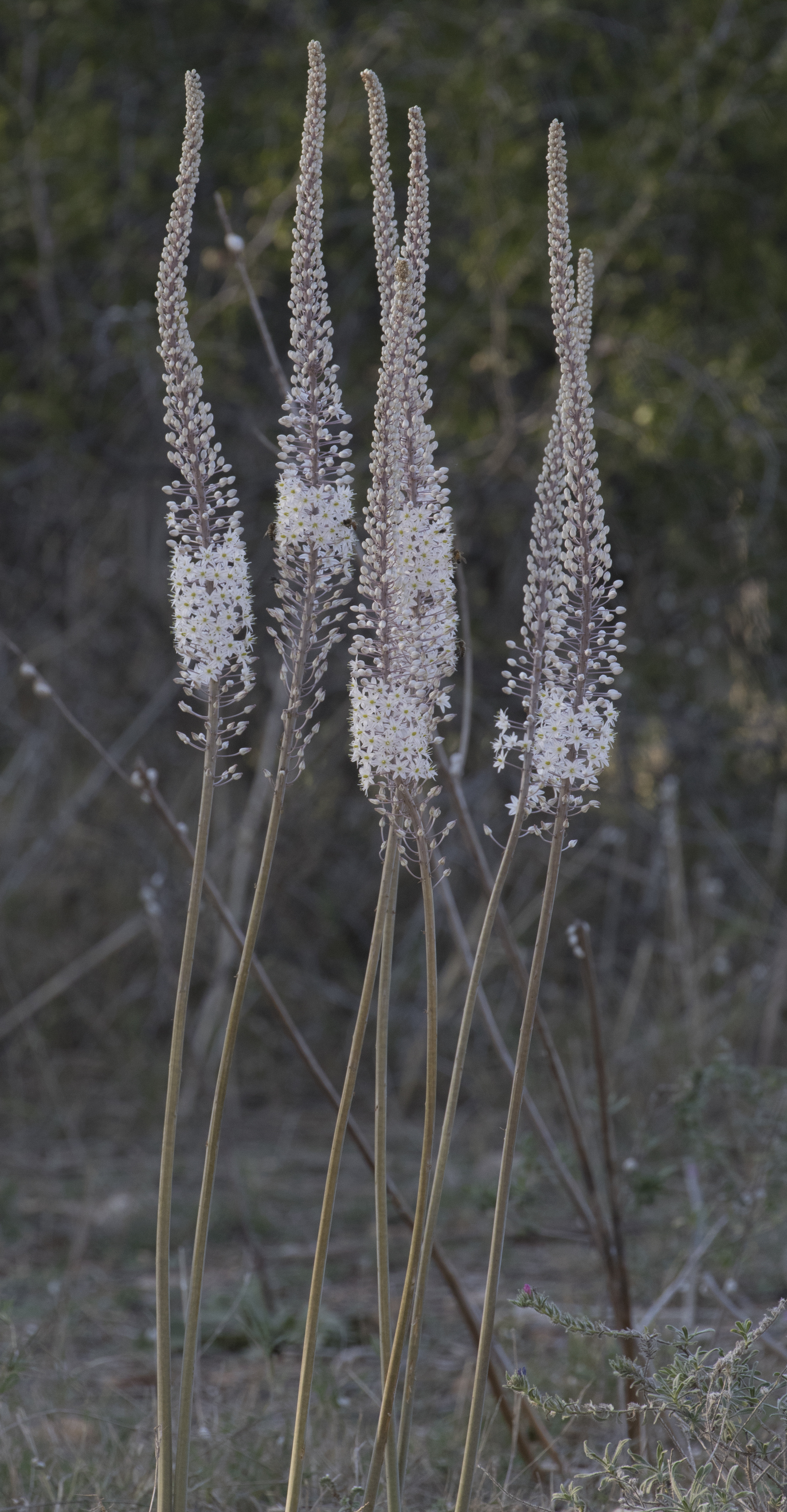 Drimia maritima