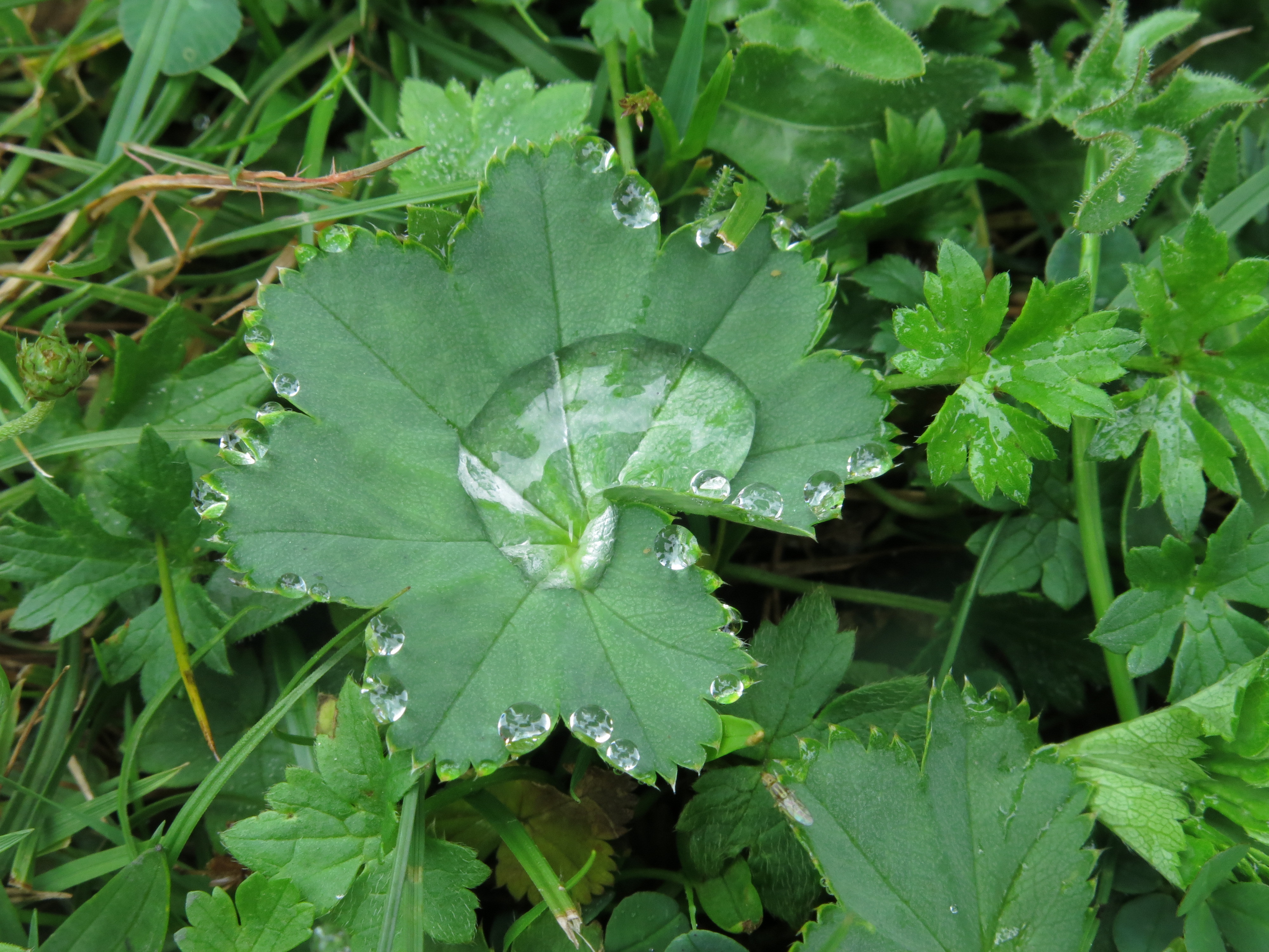 Trachyspora Alchemilla