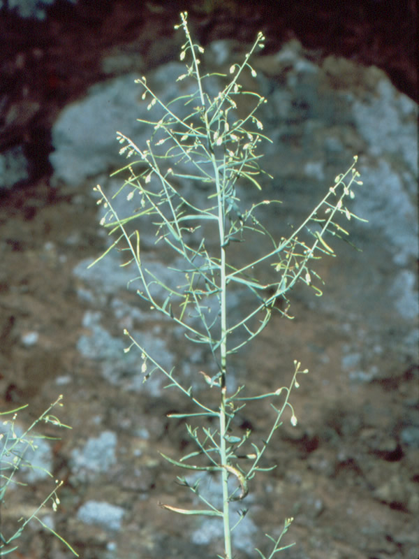 Photo: https://upload.wikimedia.org/wikipedia/commons/7/7d/Arabis_serotina.jpg