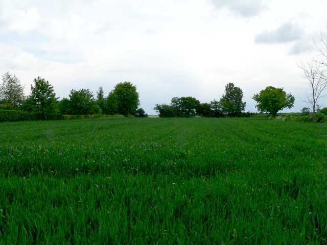 File:Barley, Seaton Ross - geograph.org.uk - 178239.jpg