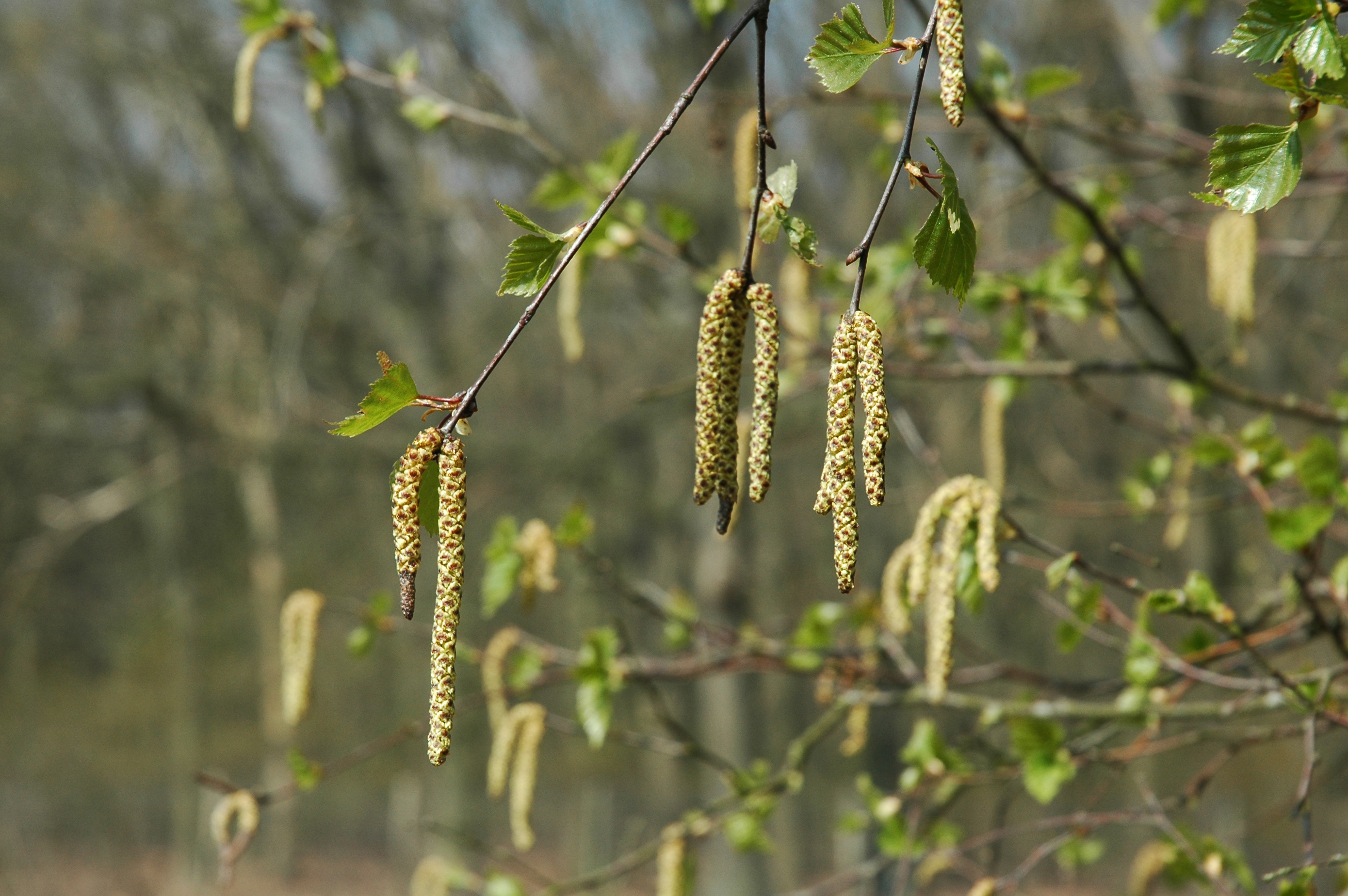 File:Birch twigs.jpg - Wikimedia Commons