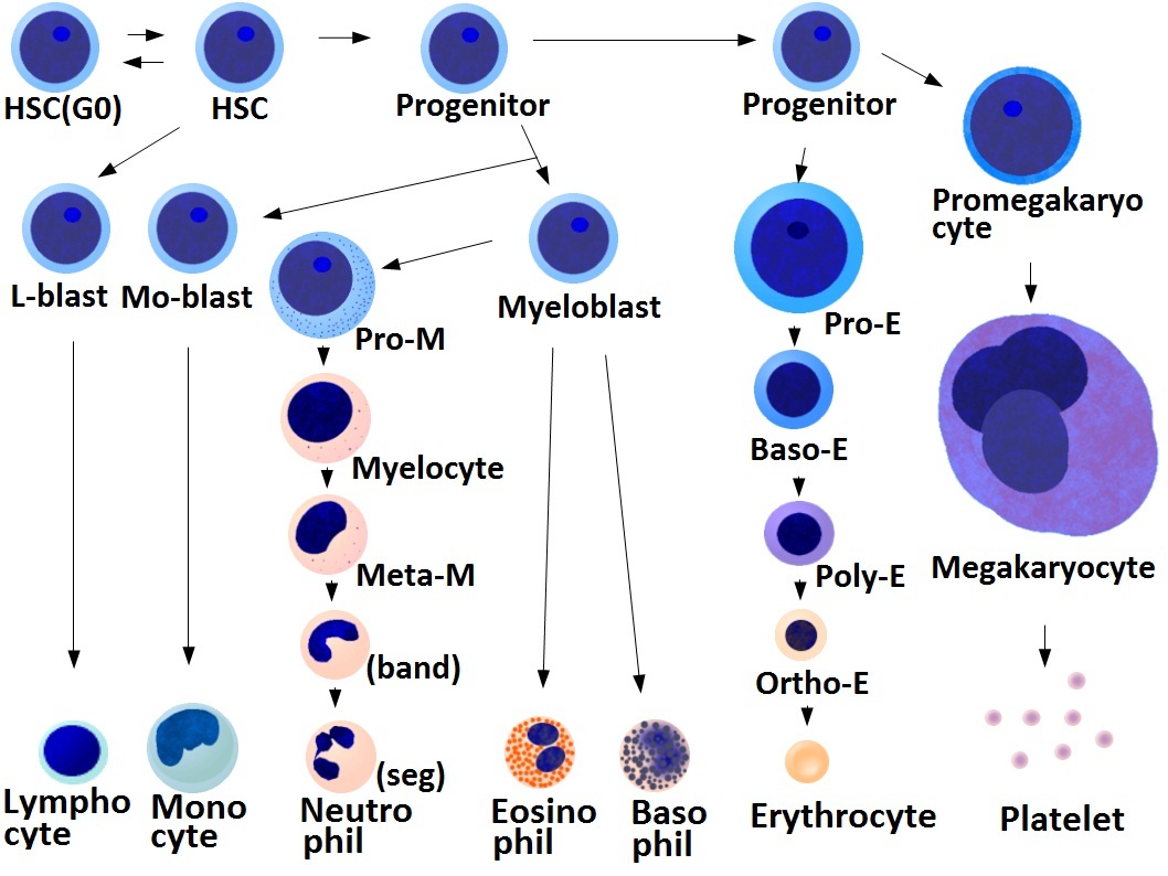 file:blood cells differentiation chart - wikimedia commons