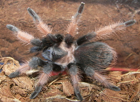 File:Brachypelma emilia 2.jpg