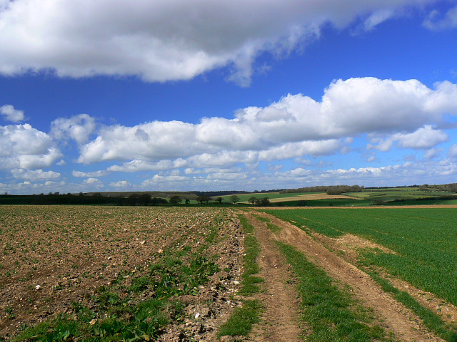 File:Bridleway to the road to Chisbury - geograph.org.uk - 1242962.jpg