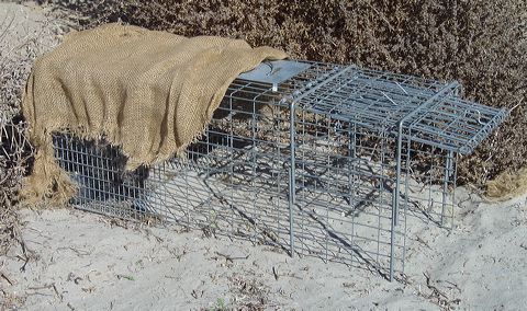 https://upload.wikimedia.org/wikipedia/commons/7/7d/Cage_trap.jpg