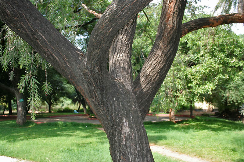 File:Callistemon viminalis (Weeping bottlebrush) in Hyderabad, AP W IMG 0639.jpg