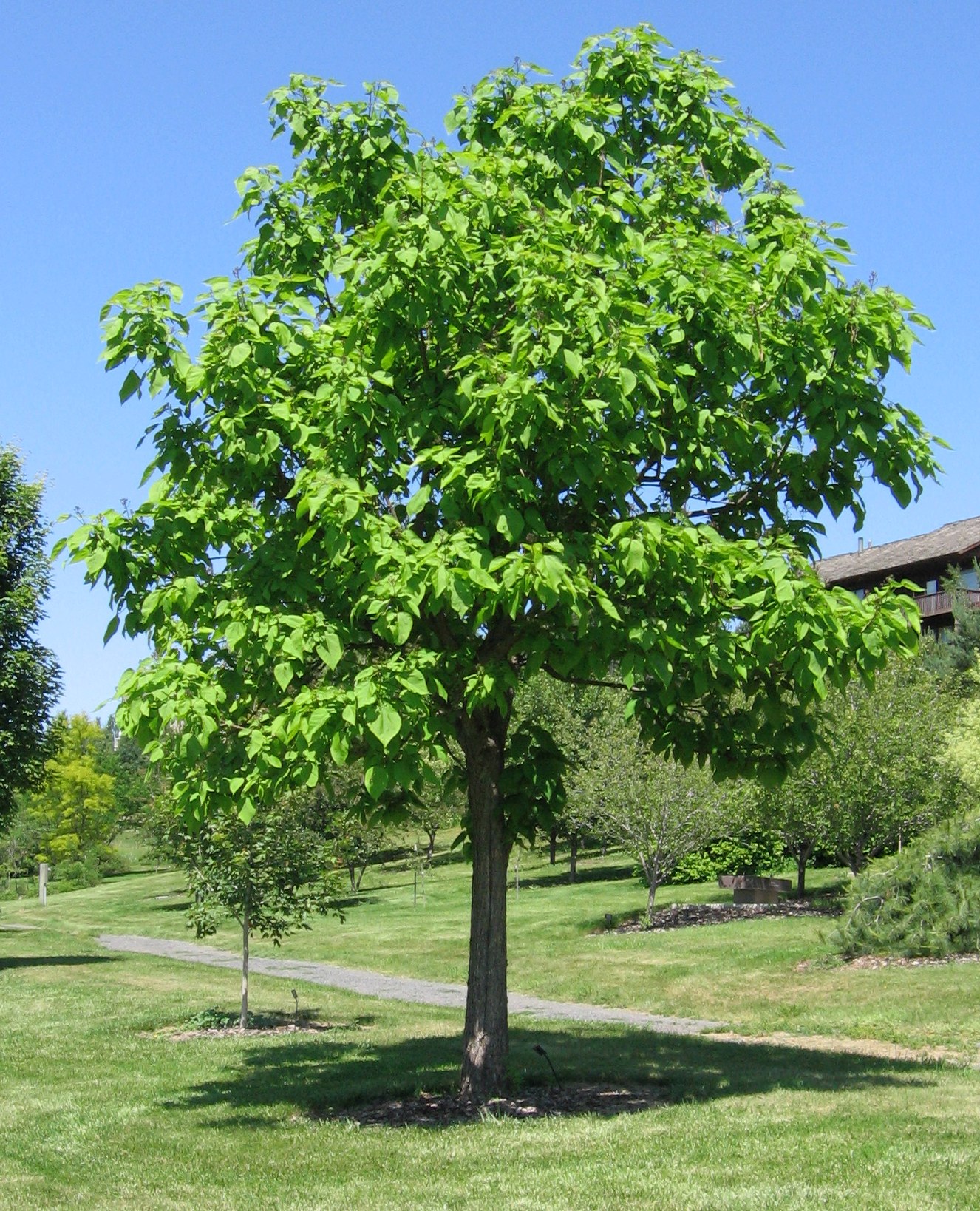 Tree pose - Wikipedia