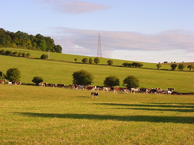 File:Cattle below Beacon Hill - geograph.org.uk - 483939.jpg