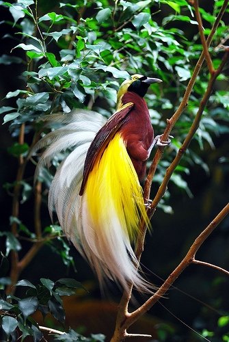 File:Cenderawasih Bird - Papua.jpg