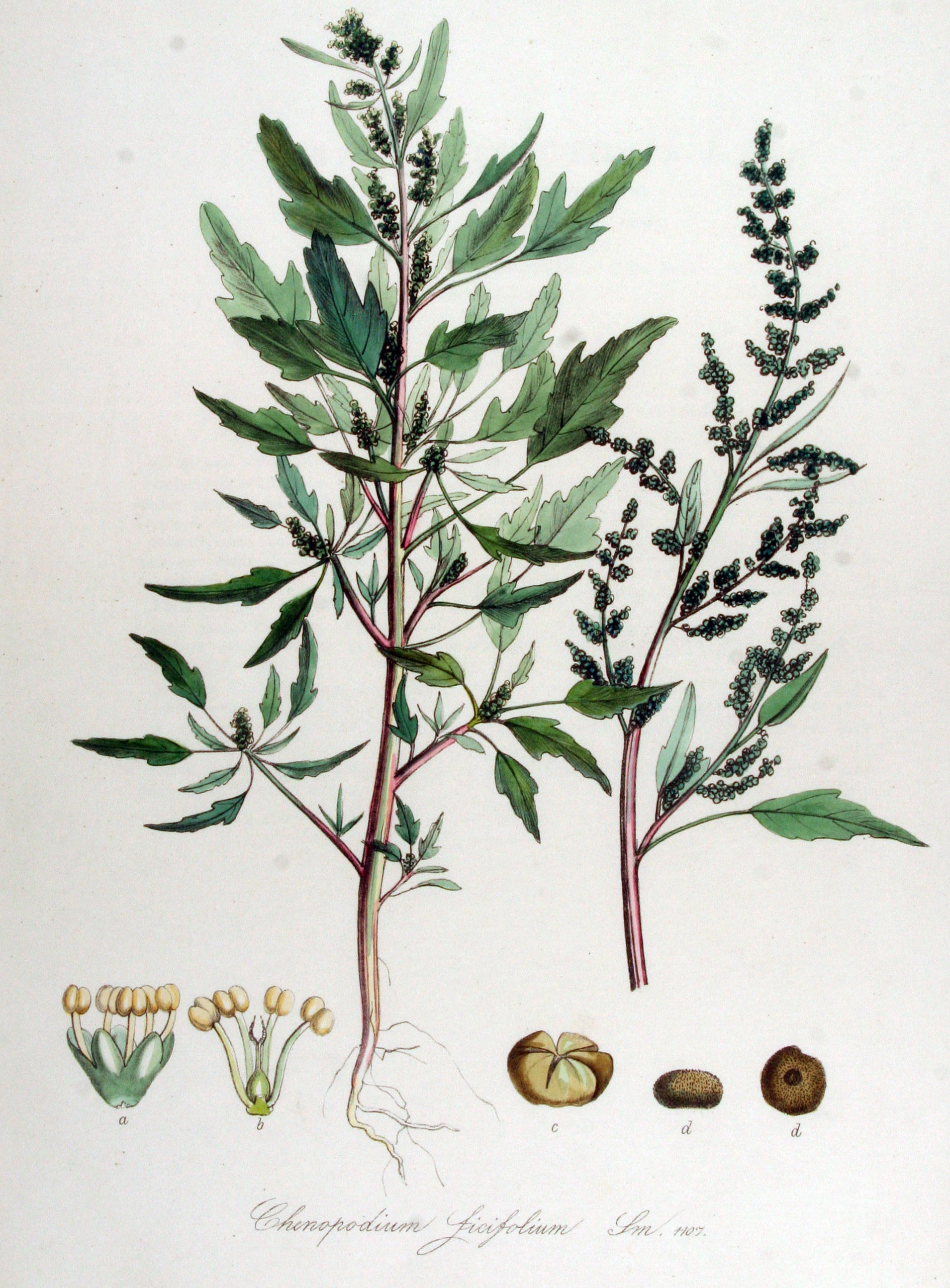 Chenopodium ficifolium