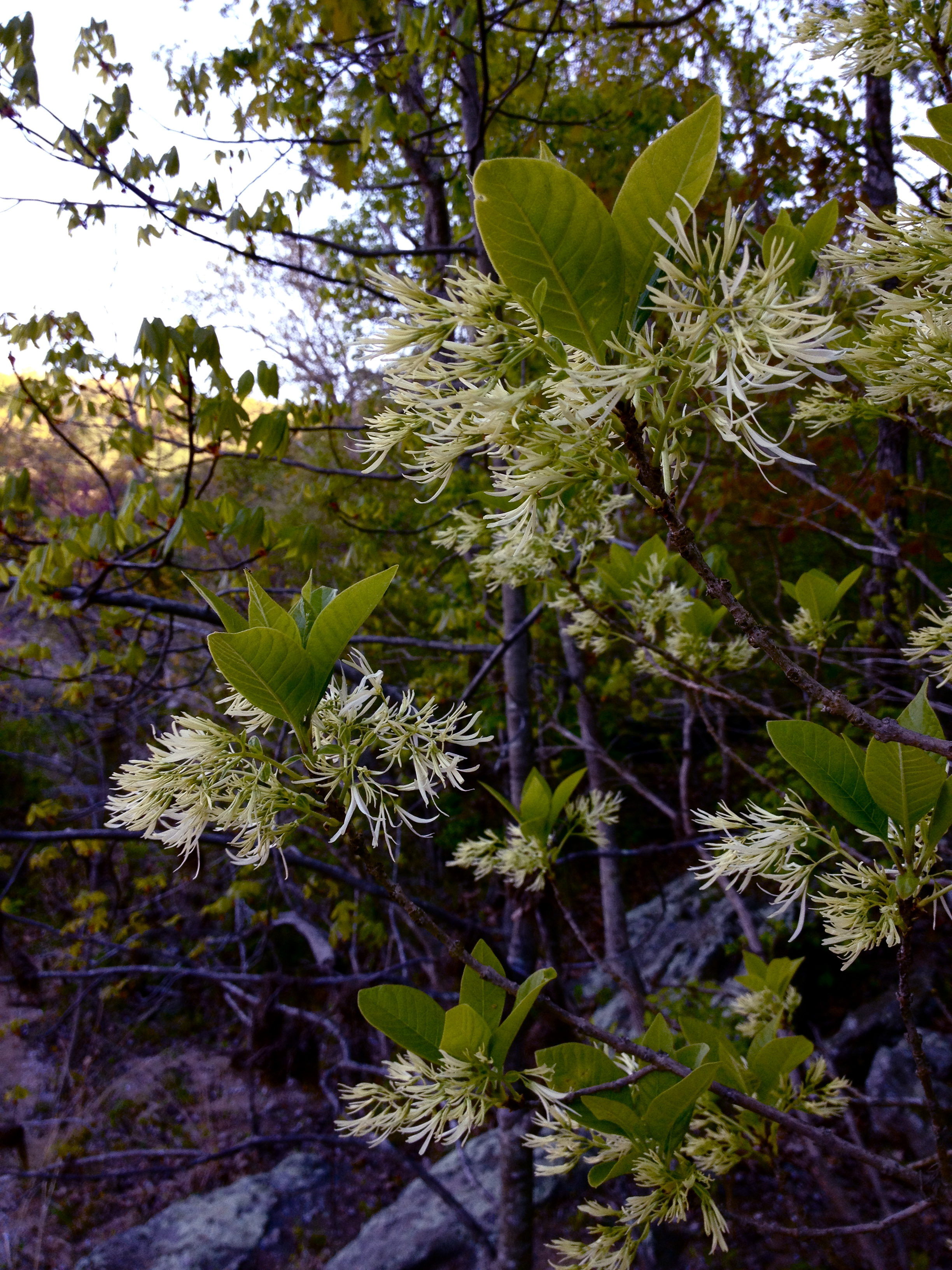 Почему китайцы называют дерево химонантус ледяным цветком. Chionanthus virginicus. Chionanthus retusus. Бесплатные картинки Хионантус.