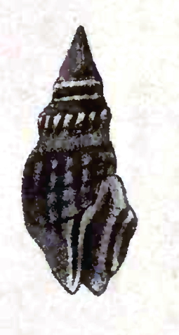 <i>Crassispira nigerrima</i> Species of gastropod