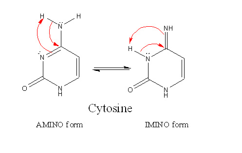 cytosine structure