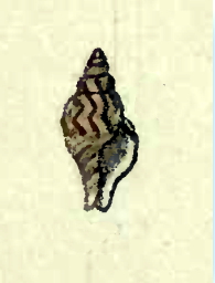 <i>Daphnella marmorata</i> Species of gastropod