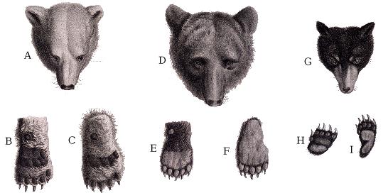 Ursus americanus - Wikipedia, la enciclopedia libre