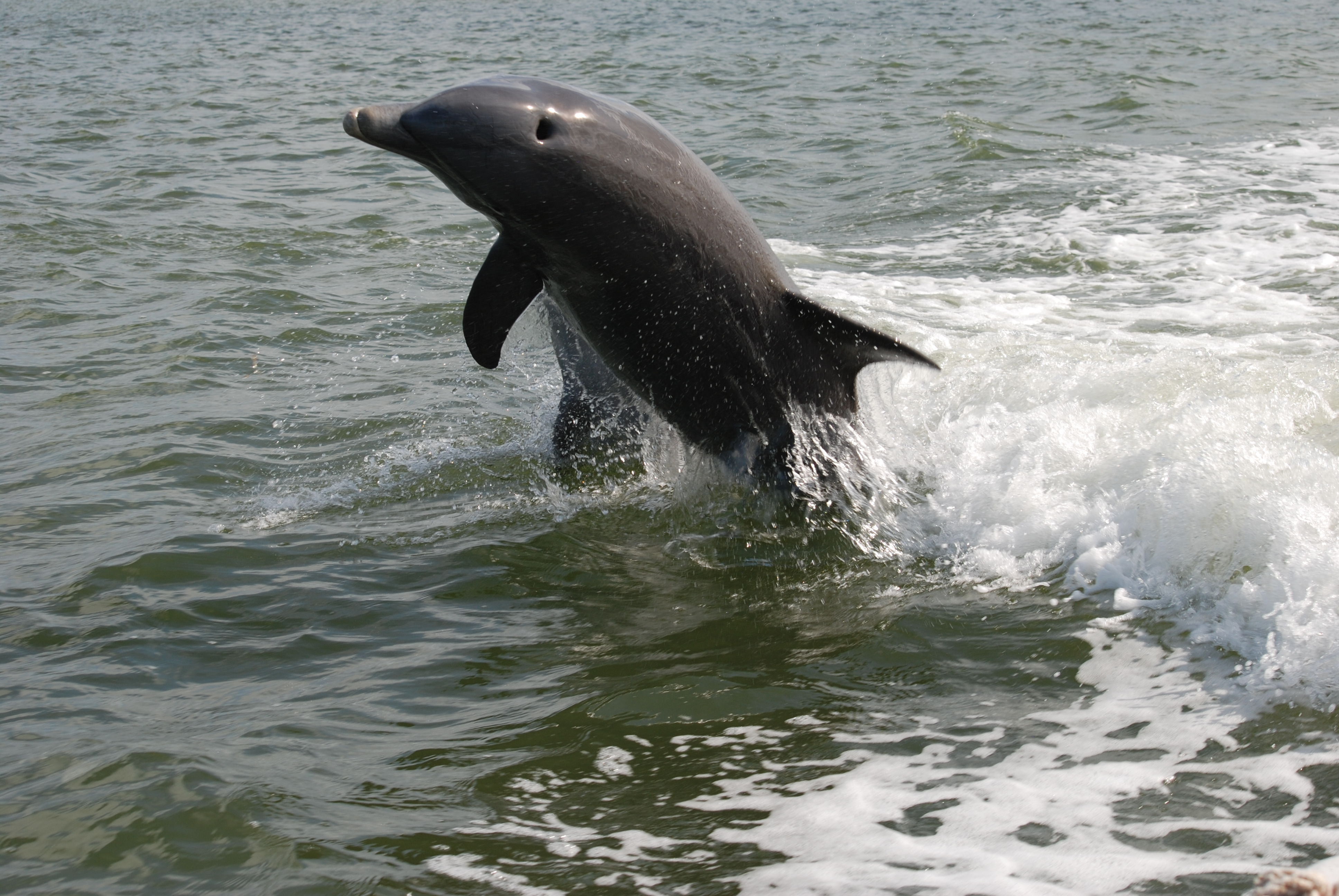 Пытка дельфин