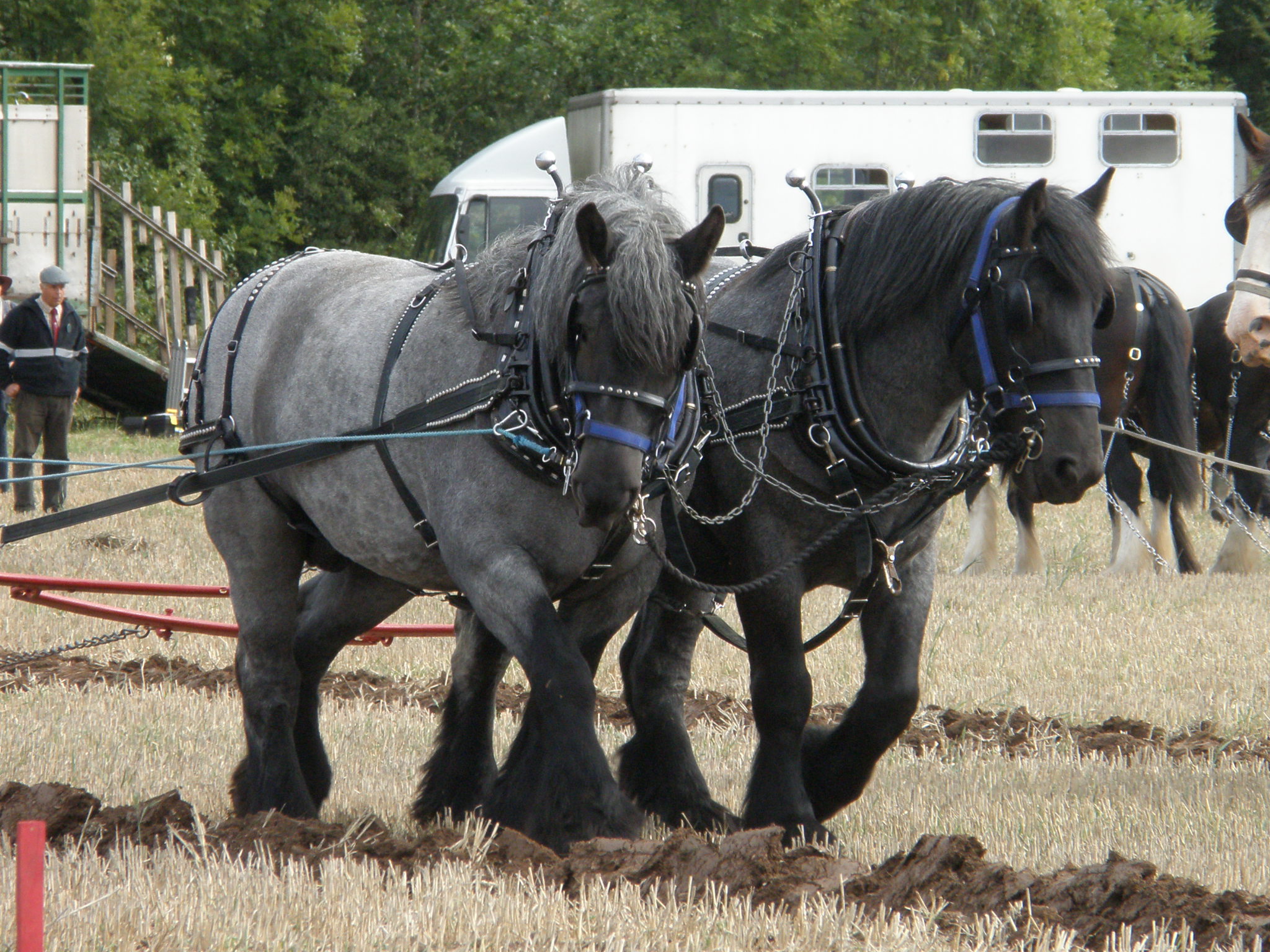 Dutch Heavy Draft Horse Profile: Facts, Traits, Groom, Care