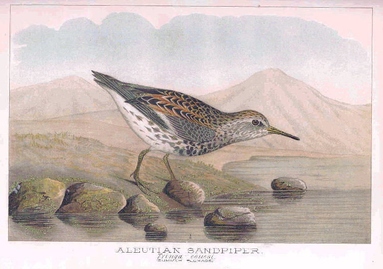 File:FMIB 32862 Aleutian Sandpiper; Tringa couesi.jpeg