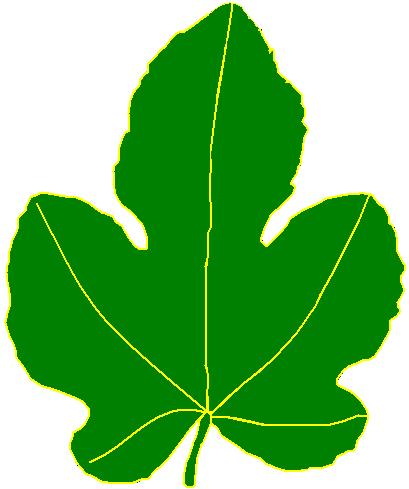 fig leaf clipart