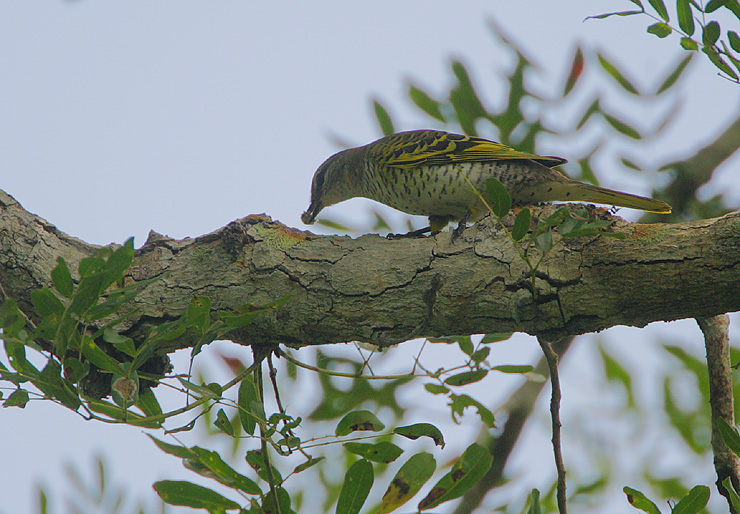 File:Flickr - Rainbirder - Black Cuckoo-Shrike (Campephaga flava) female.jpg