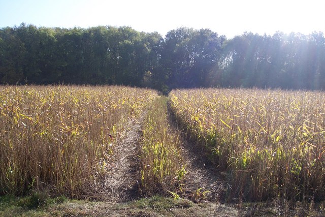 File:Footpath to Home Covert, through a maize field - geograph.org.uk - 1545473.jpg