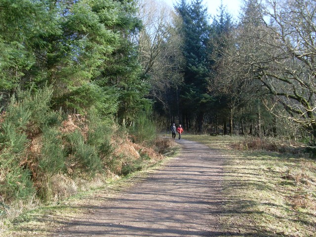 Forest path, Balmaha - geograph.org.uk - 1727022