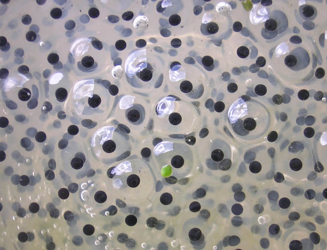 File:Frogspawn closeup.jpg