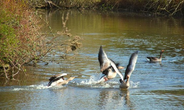 File:Geese, Kiltonga, Newtownards - geograph.org.uk - 773471.jpg