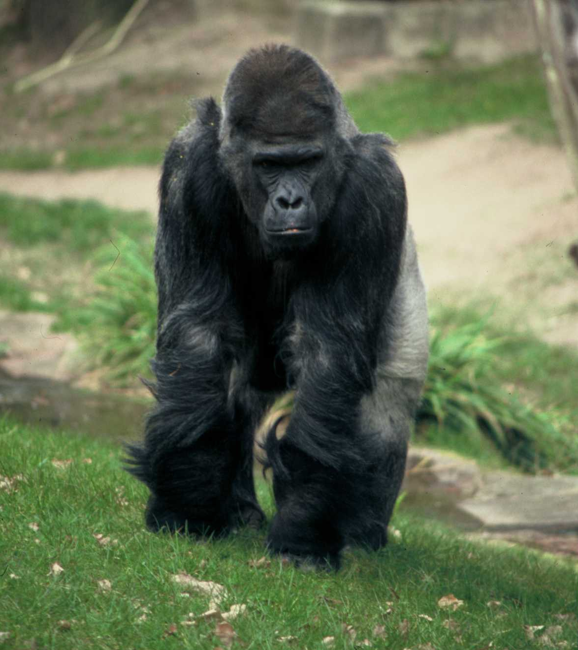 file-gorilla-gorilla-gorilla-nbg-jpg-wikimedia-commons