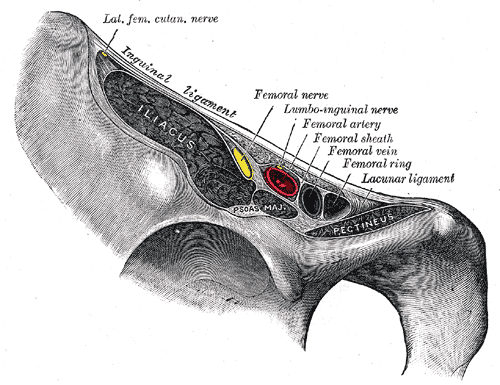 Arteria descendente de la rodilla - Wikipedia, la enciclopedia libre