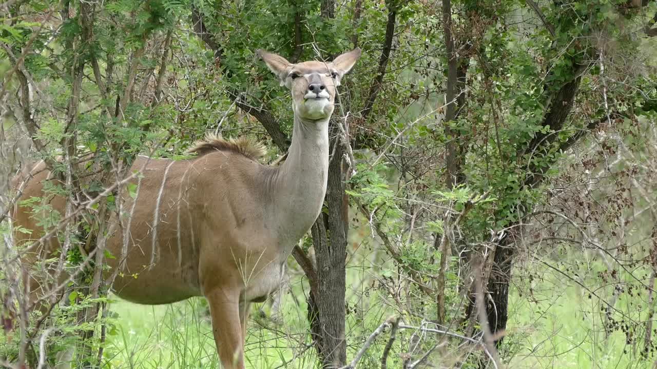 Greater Kudus (Tragelaphus strepsiceros) females (16460831811).jpg