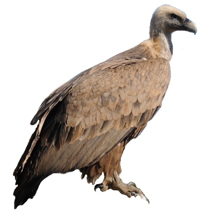 File:Gyps fulvus -Basque Country-8 white background.jpg