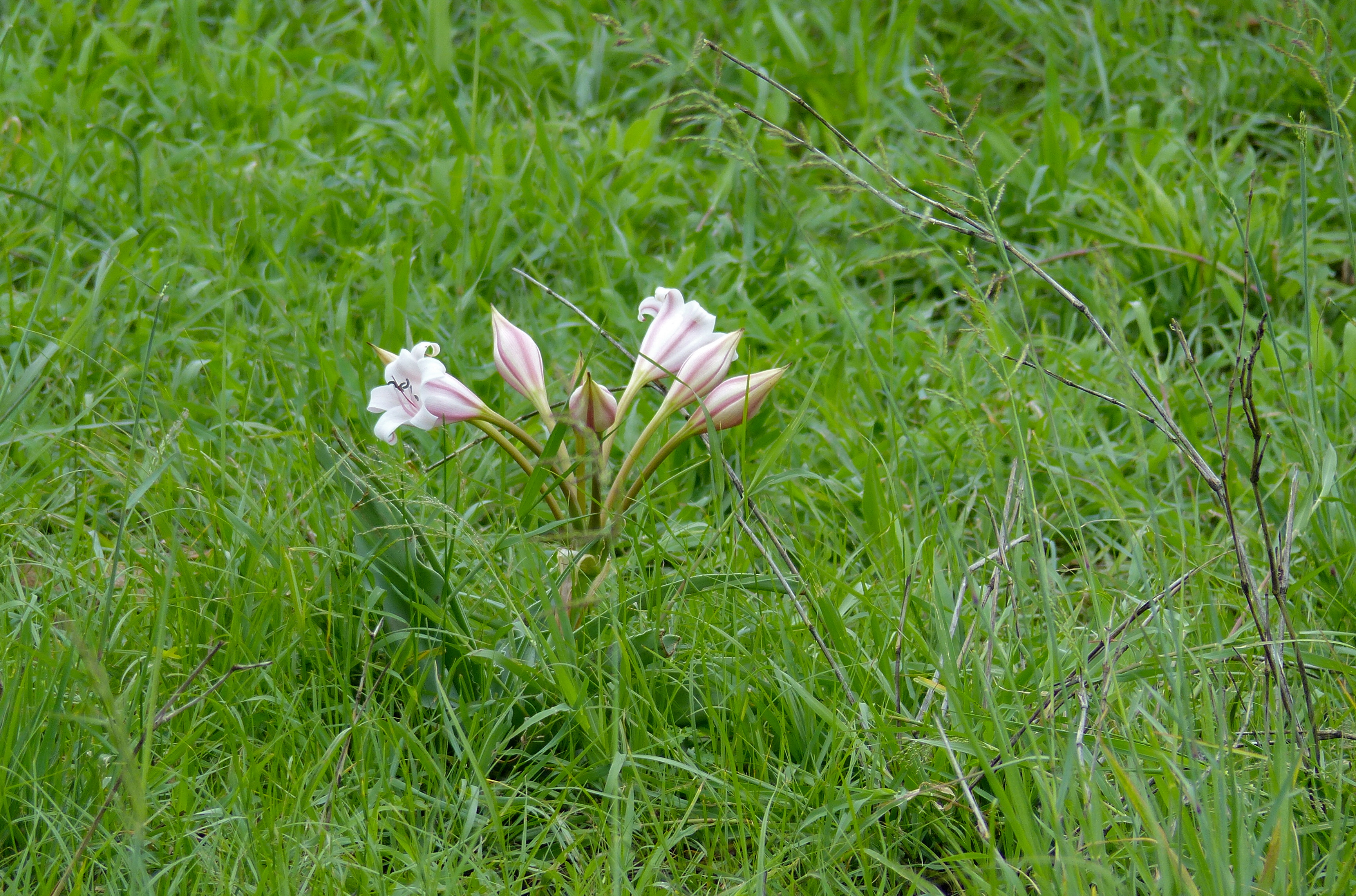 Hardy Swamplily (Crinum bulbispermum) (11544890795).jpg