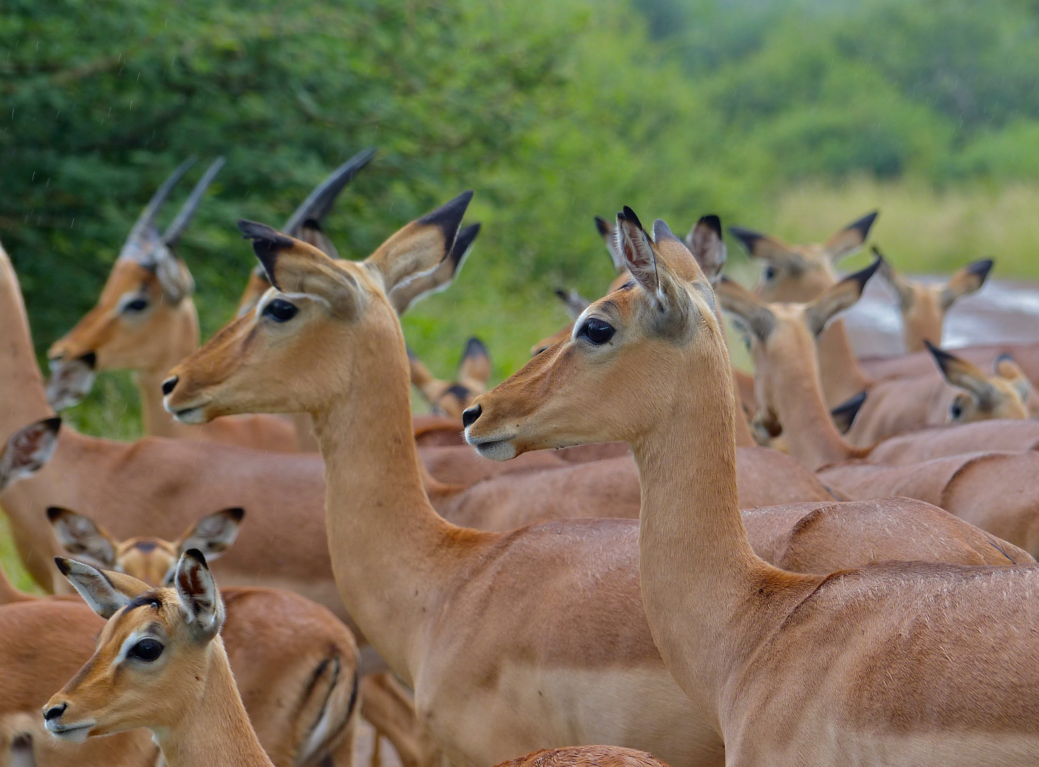 Impalas (Aepyceros melampus) (12717558345).jpg