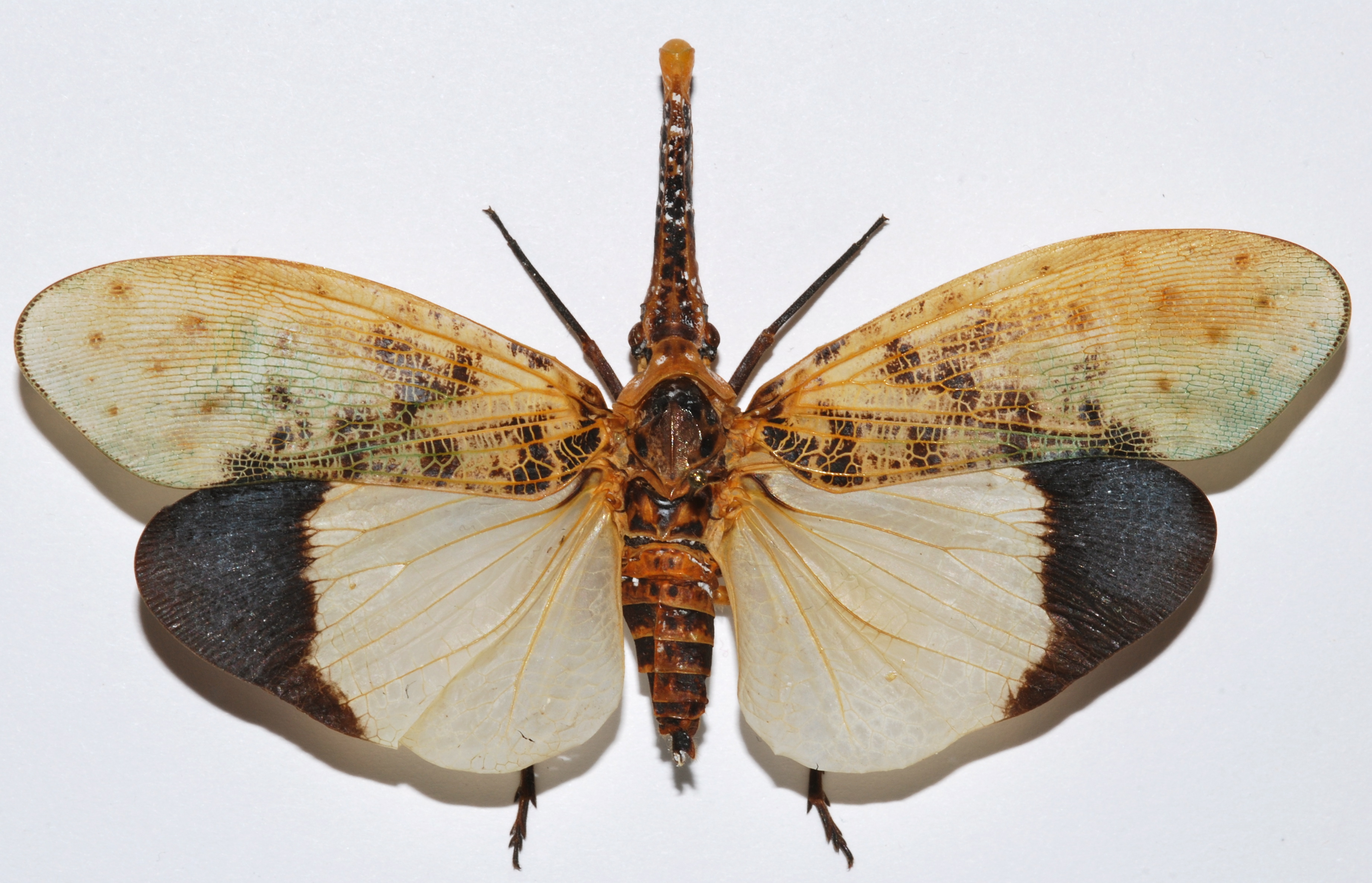 Lanternfly (Pyrops astarte) "White form" (8572695314).jpg