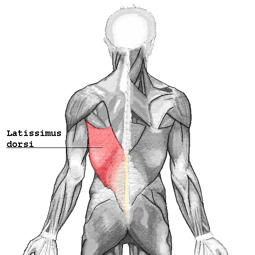 File:Latissimus dorsi.png