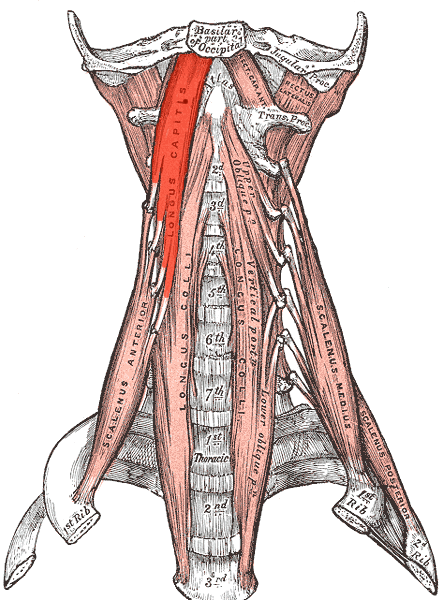 File:Longus capitis.png