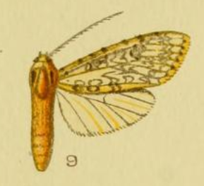 <i>Lophocampa longipennis</i>