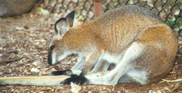 File:Macropus parryi.jpg