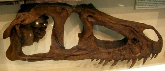 File:Marshosaurus.jpg