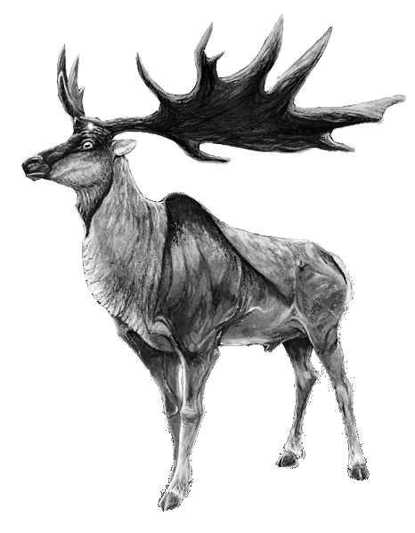 Megaloceros-B&W