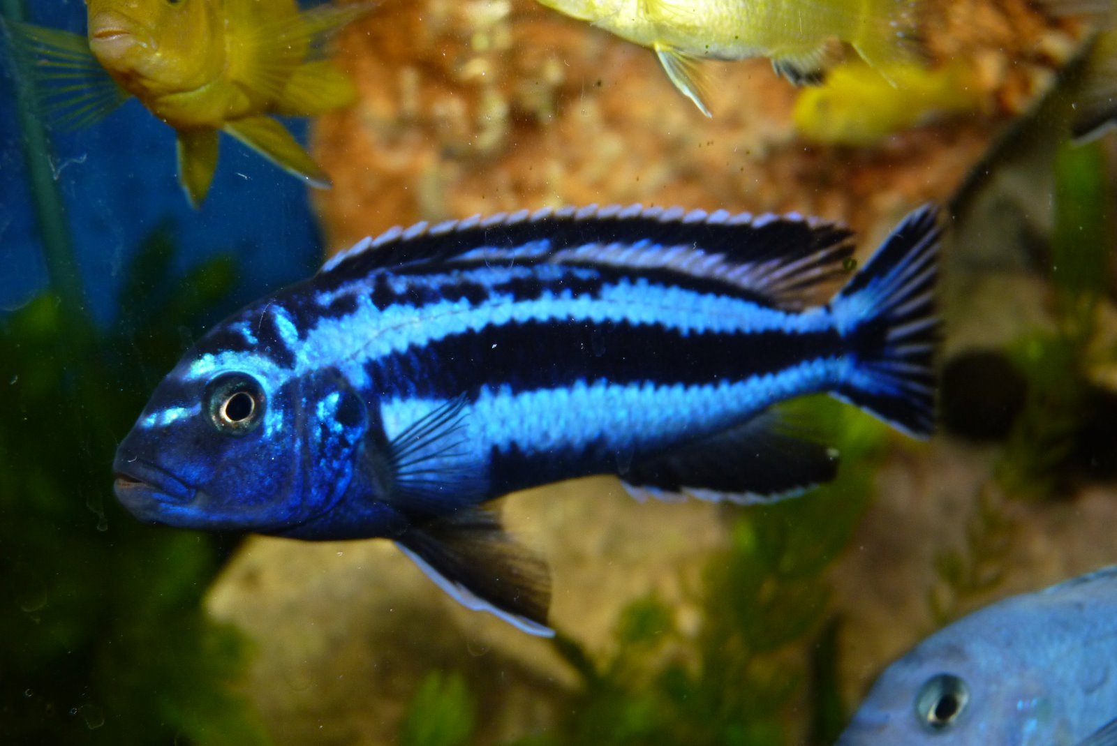 ÎÏÎ¿ÏÎ­Î»ÎµÏÎ¼Î± ÎµÎ¹ÎºÏÎ½Î±Ï Î³Î¹Î± melanochromis cyaneorhabdos maingano